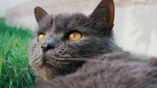 Video - Relaxed grey British Shorthair cat resting on green grass under soft daylight