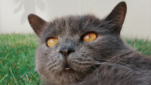 Video - Relaxed grey British Shorthair cat resting on green grass under soft daylight
