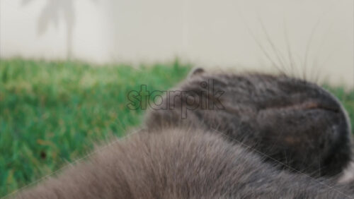 Video - Relaxed grey British Shorthair cat resting on green grass under soft daylight