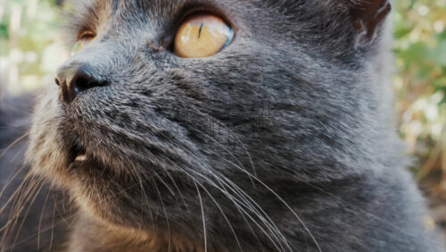 Video - Relaxed grey British Shorthair cat resting on green grass under soft daylight