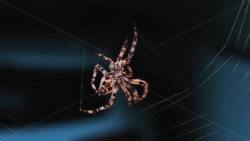 Video - Close up of a spider sitting in its web, showing intricate details of its body and fine silk threads
