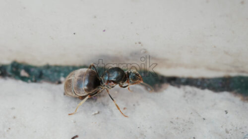 Video - Close up of an ant walking along stone pavement outdoors