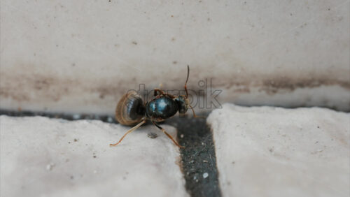 Video - Close up of an ant walking along stone pavement outdoors