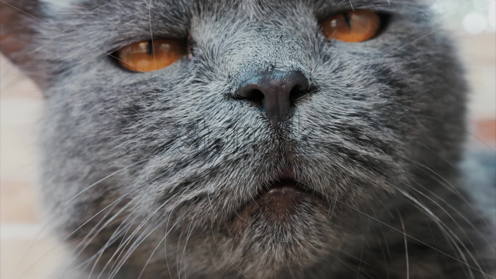 Video - Close up of the intense orange eyes of a grey British Shorthair cat