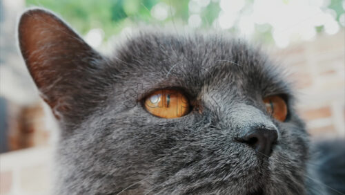 Video - Close up of the intense orange eyes of a grey British Shorthair cat
