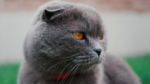 Video - Relaxed grey British Shorthair cat resting on green grass under soft daylight