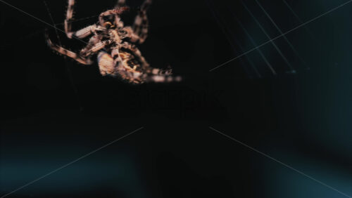 Video - Close up of a spider sitting in its web, showing intricate details of its body and fine silk threads