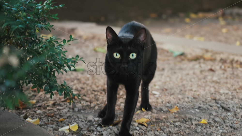 Video - Black cat with green eyes meowing while walking on a garden path