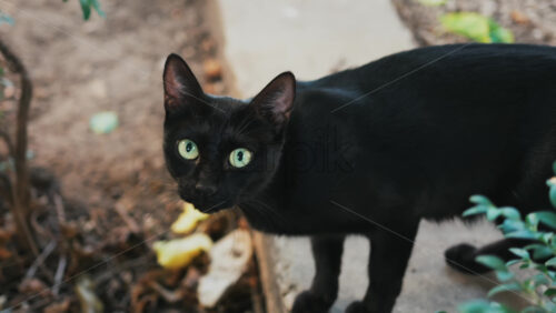Video - Black cat with green eyes meowing while walking on a garden path