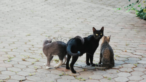 Video - Three cats standing on a paved path, looking alert and curious