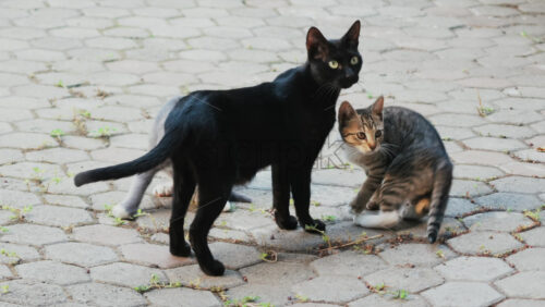 Video - Three cats standing on a paved path, looking alert and curious