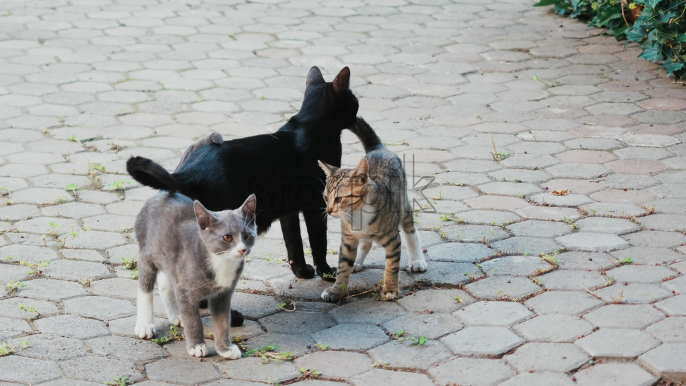 Video - Three cats standing on a paved path, looking alert and curious