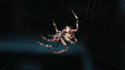 Video - Close up of a spider sitting in its web, showing intricate details of its body and fine silk threads