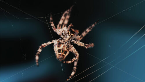 Video - Close up of a spider sitting in its web, showing intricate details of its body and fine silk threads