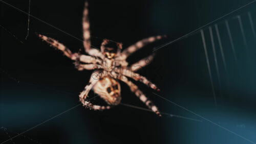 Video - Close up of a spider sitting in its web, showing intricate details of its body and fine silk threads