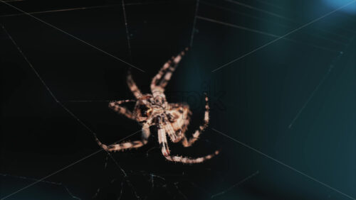 Video - Close up of a spider sitting in its web, showing intricate details of its body and fine silk threads