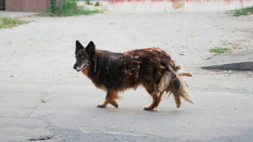 Video - A fluffy dog glancing back while walking across a quiet urban street