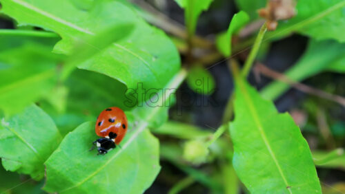 Video - A bright red ladybug crawling on a fresh green leaf