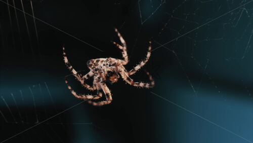 Video - Close up of a spider sitting in its web, showing intricate details of its body and fine silk threads