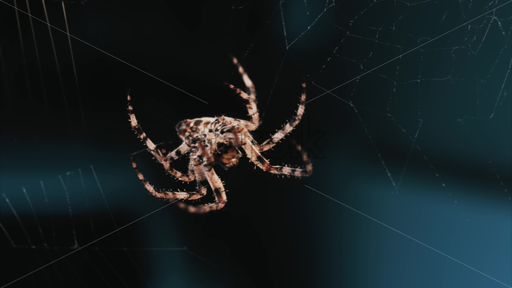 Video - Close up of a spider sitting in its web, showing intricate details of its body and fine silk threads