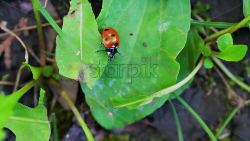 Video - A bright red ladybug crawling on a fresh green leaf