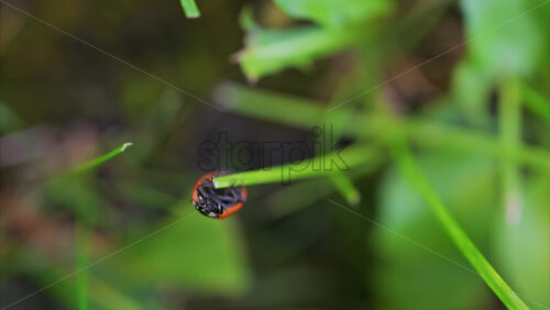 Video - A bright red ladybug crawling on a fresh green leaf
