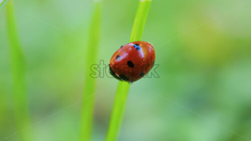 Video - A bright red ladybug crawling on a fresh green leaf