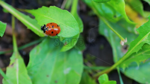 Video - A bright red ladybug crawling on a fresh green leaf