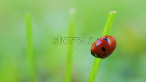 Video - A bright red ladybug crawling on a fresh green leaf