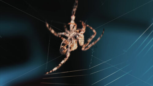 Video - Close up of a spider sitting in its web, showing intricate details of its body and fine silk threads