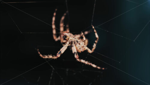 Video - Close up of a spider sitting in its web, showing intricate details of its body and fine silk threads
