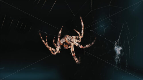 Video - Close up of a spider sitting in its web, showing intricate details of its body and fine silk threads