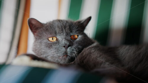 Video - Close up of a calm grey cat with amber eyes lying comfortably on striped furniture