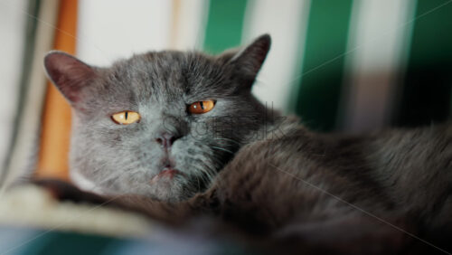 Video - Close up of a calm grey cat with amber eyes lying comfortably on striped furniture