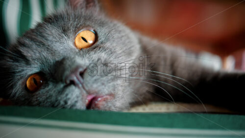 Video - Close up of a calm grey cat with amber eyes lying comfortably on striped furniture