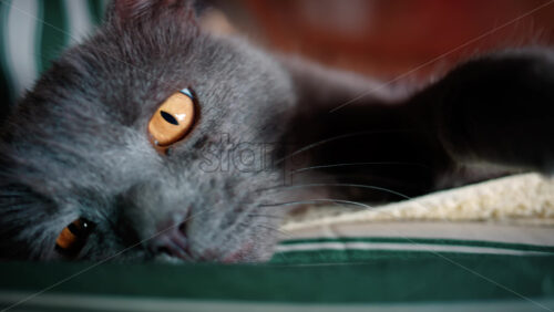 Video - Close up of a calm grey cat with amber eyes lying comfortably on striped furniture