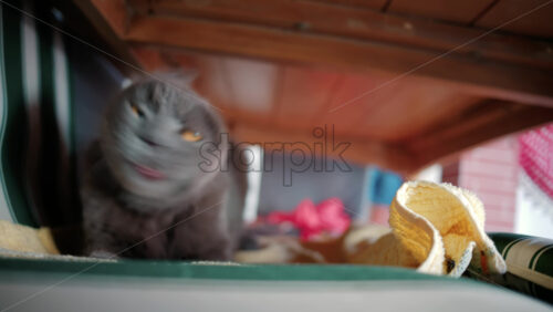 Video - Close up of the intense orange eyes of a grey British Shorthair cat