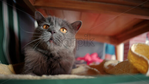 Video - Close up of the intense orange eyes of a grey British Shorthair cat
