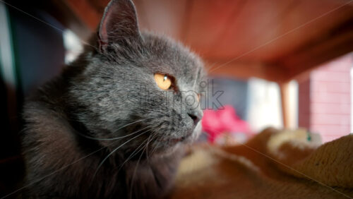 Video - Close up of the intense orange eyes of a grey British Shorthair cat