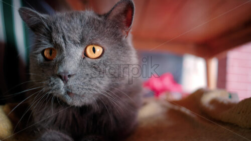 Video - Close up of the intense orange eyes of a grey British Shorthair cat