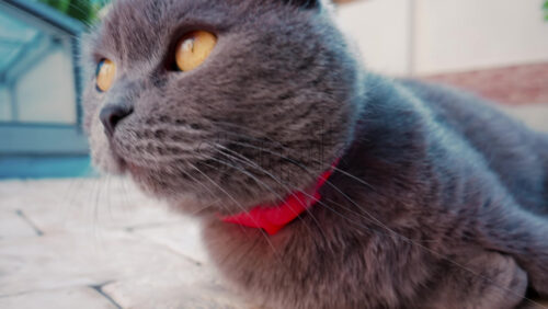 Video - Close up of the intense orange eyes of a grey British Shorthair cat