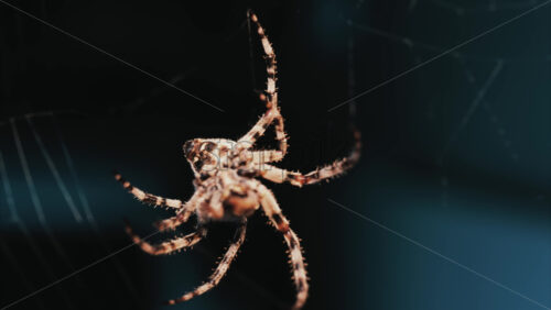Video - Close up of a spider sitting in its web, showing intricate details of its body and fine silk threads