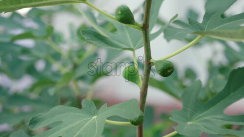 Video - Close up of fresh green figs growing on a tree branch in a garden