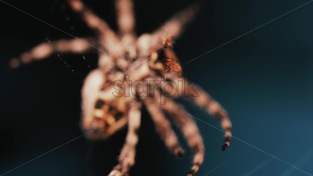 Video - Close up of a spider sitting in its web, showing intricate details of its body and fine silk threads
