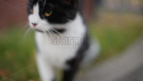 Video - Curious black and white cat walks toward the camera on green grass, looking directly with bright yellow eyes