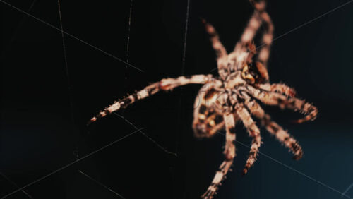 Video - Close up of a spider sitting in its web, showing intricate details of its body and fine silk threads