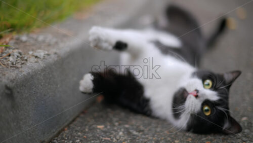 Video - Curious black and white cat walks toward the camera on green grass, looking directly with bright yellow eyes