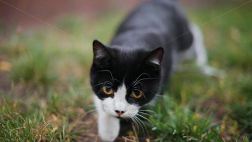 Video - Curious black and white cat walks toward the camera on green grass, looking directly with bright yellow eyes