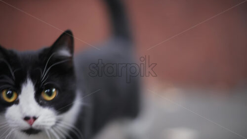 Video - Cat with vivid yellow eyes stands alert against a brick wall, tail raised