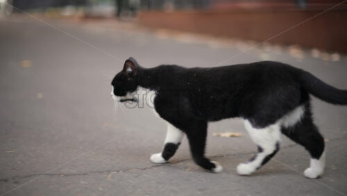 Video - Cat with vivid yellow eyes stands alert against a brick wall, tail raised